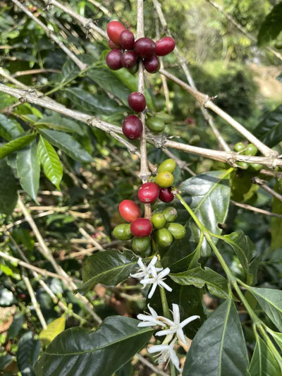 Valeria's espresso coffee is roasted looking for sweetness, balance and body, while enhancing the acidity. -Topiceland