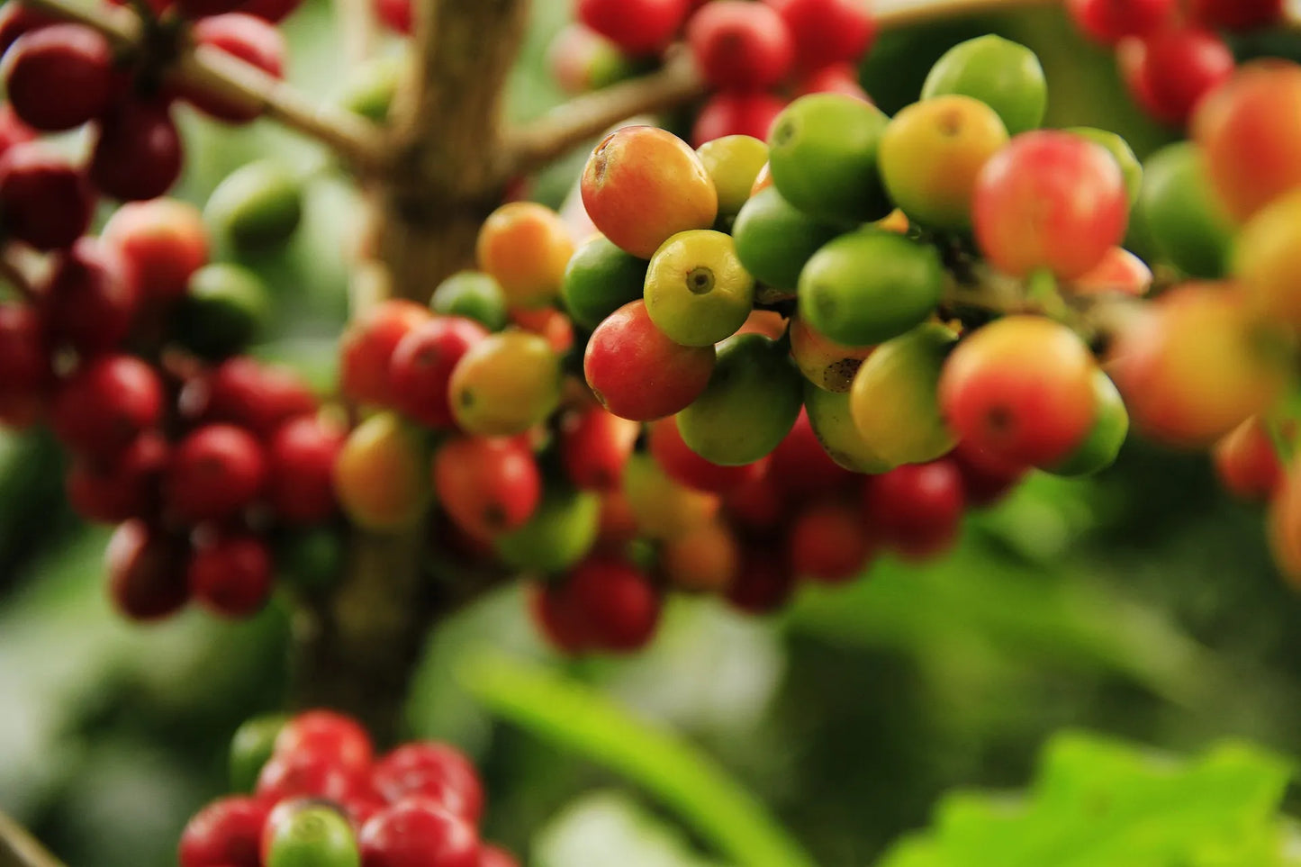 Valeria's filter coffee is roasted light trying to produce a clearer picture of the coffee's unique taste as there are less roasted flavors, revealing a sweeter cup of coffee with more subtle flavors. -Topiceland