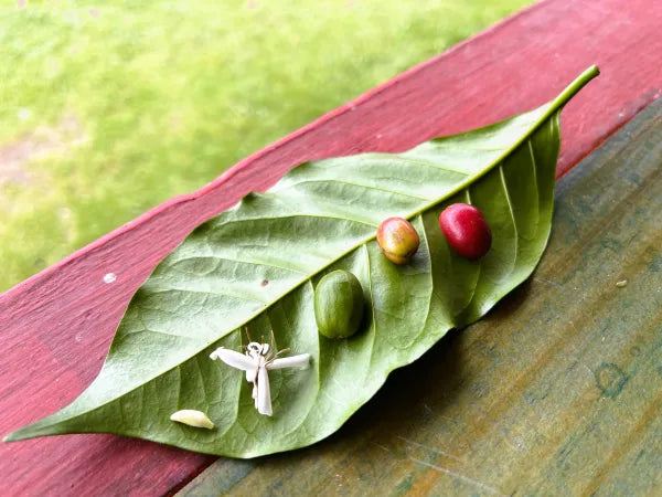 Now is the turn for our Castillo Natural beans to show it’s best attributes fruity, sweet smell, red wine notes, fruity chocolate with a great flavor. -Topiceland