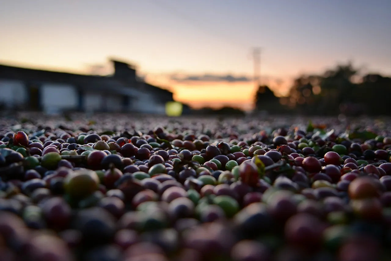Now is the turn for our Castillo Natural beans to show it’s best attributes fruity, sweet smell, red wine notes, fruity chocolate with a great flavor. -Topiceland