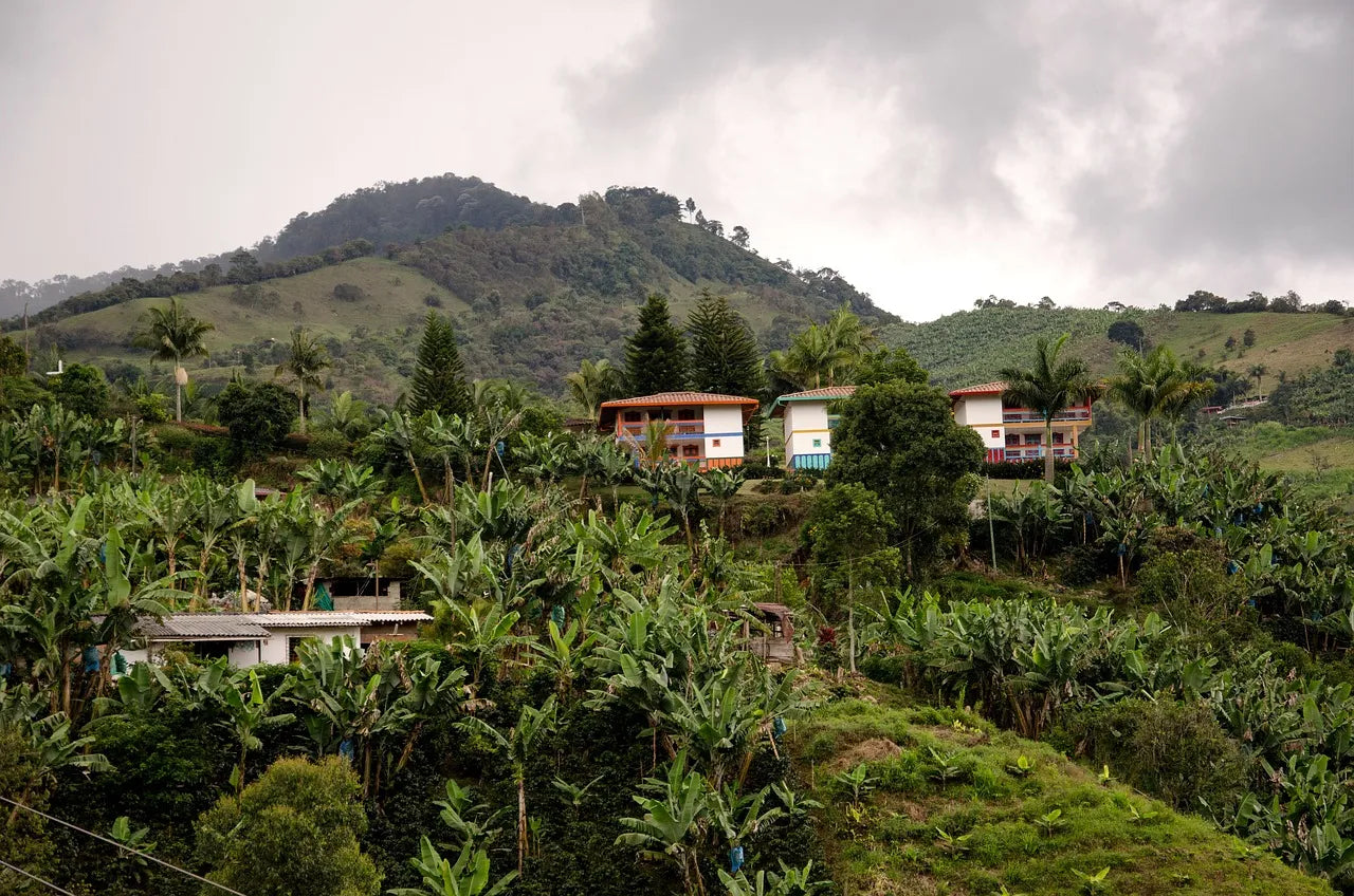 Now is the turn for our Castillo Natural beans to show it’s best attributes fruity, sweet smell, red wine notes, fruity chocolate with a great flavor. -Topiceland