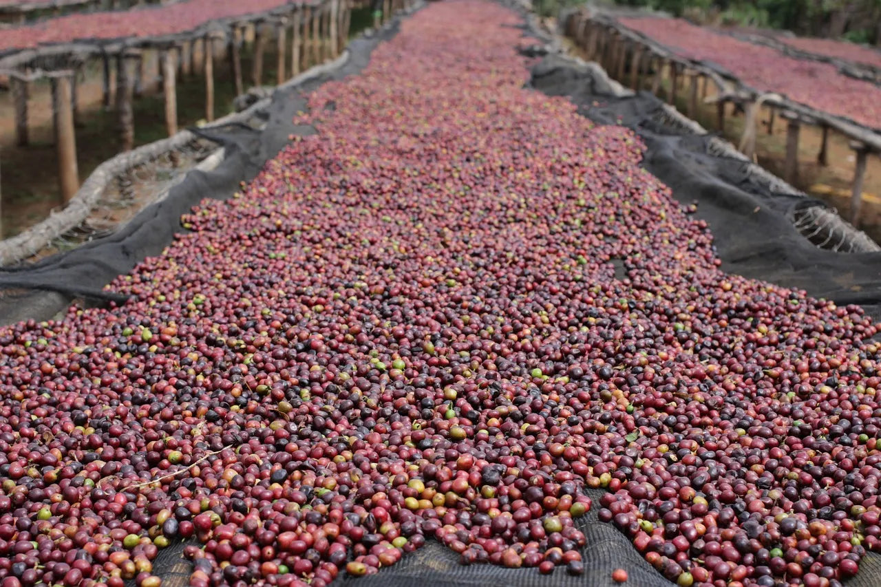 Now is the turn for our Castillo Natural beans to show it’s best attributes fruity, sweet smell, red wine notes, fruity chocolate with a great flavor. -Topiceland