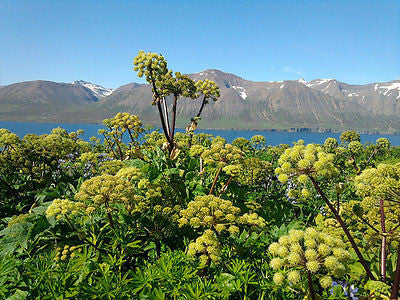 Voxis Natural herbal lozenges (80gr) - Topiceland